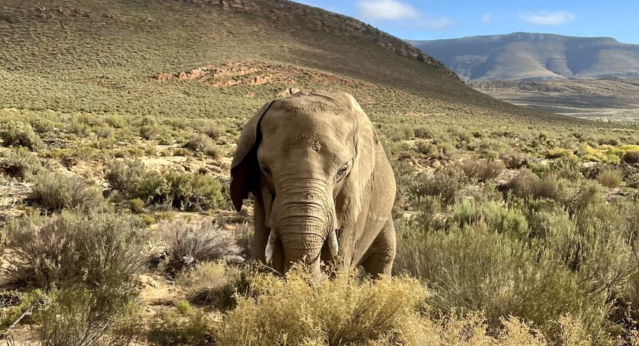 Kruger NP olifanten Zuid Afrika groepsrondreis 6